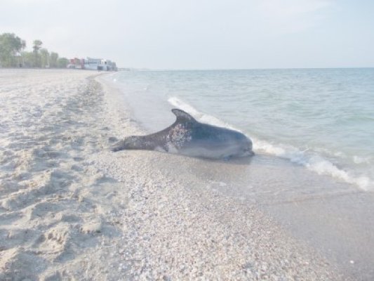 11 delfini, găsiţi eşuaţi în doar o lună